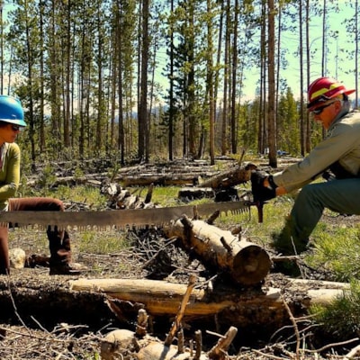 Meara crosscut sawing with USFS